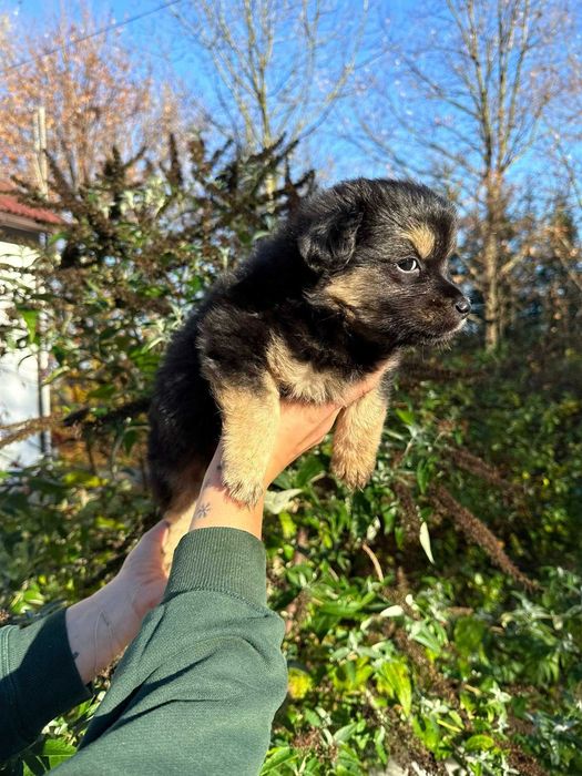 Podaruj dom pełen miłości małemu szczeniakowi