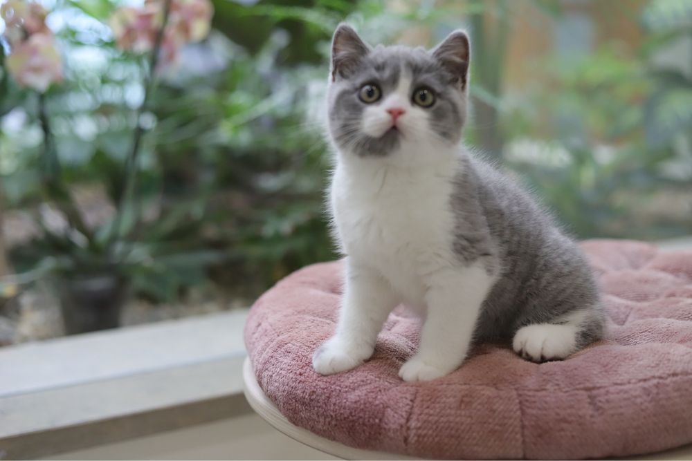 Macho British Shorthair  com LOP
