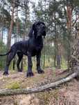Dog niemiecki - piękny czarny samiec