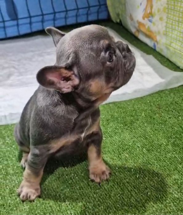 В'язка блакитно підпалий французський бульдог