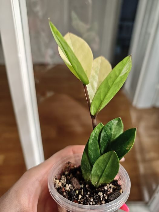 Zamioculcas variegata