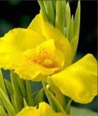 Açores - Canna Limbata - Sementes e Planta - Várias cores - desde 4€