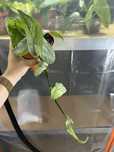 Epipremnum cebu blue