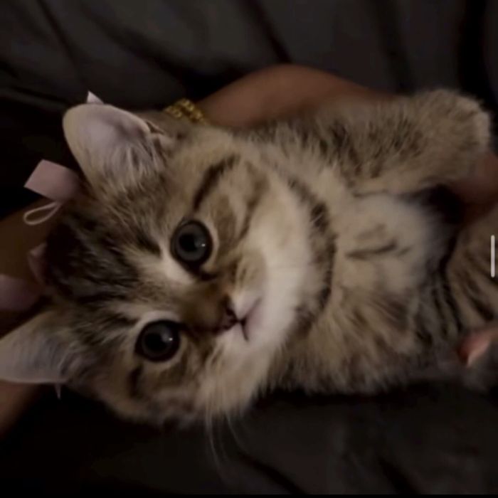 Красуня дівчинка Клопа