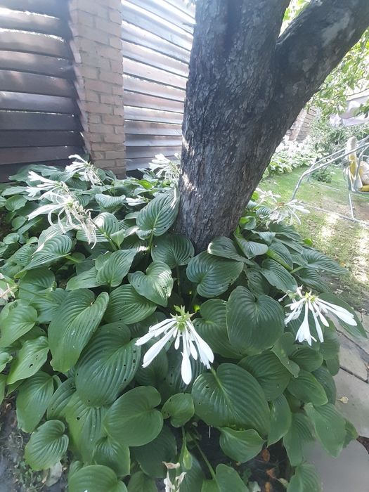 Продам хосты садовую