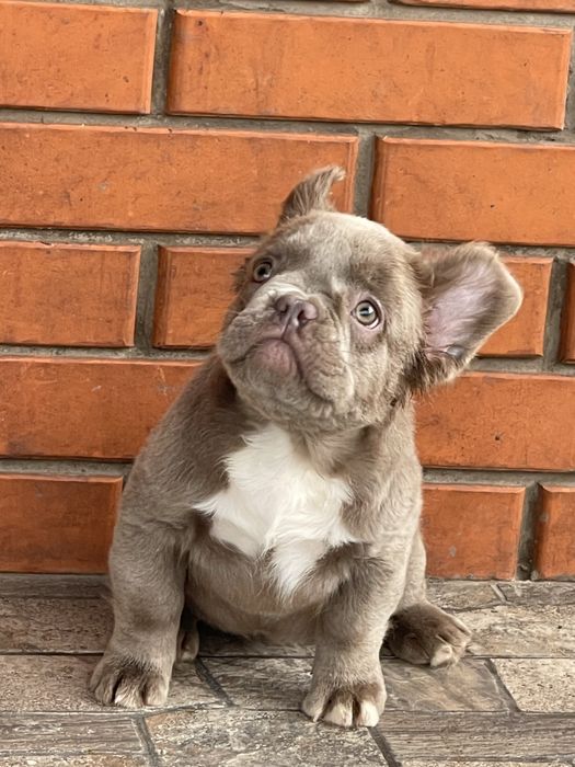 Красавица француженка флаффи Изабелла