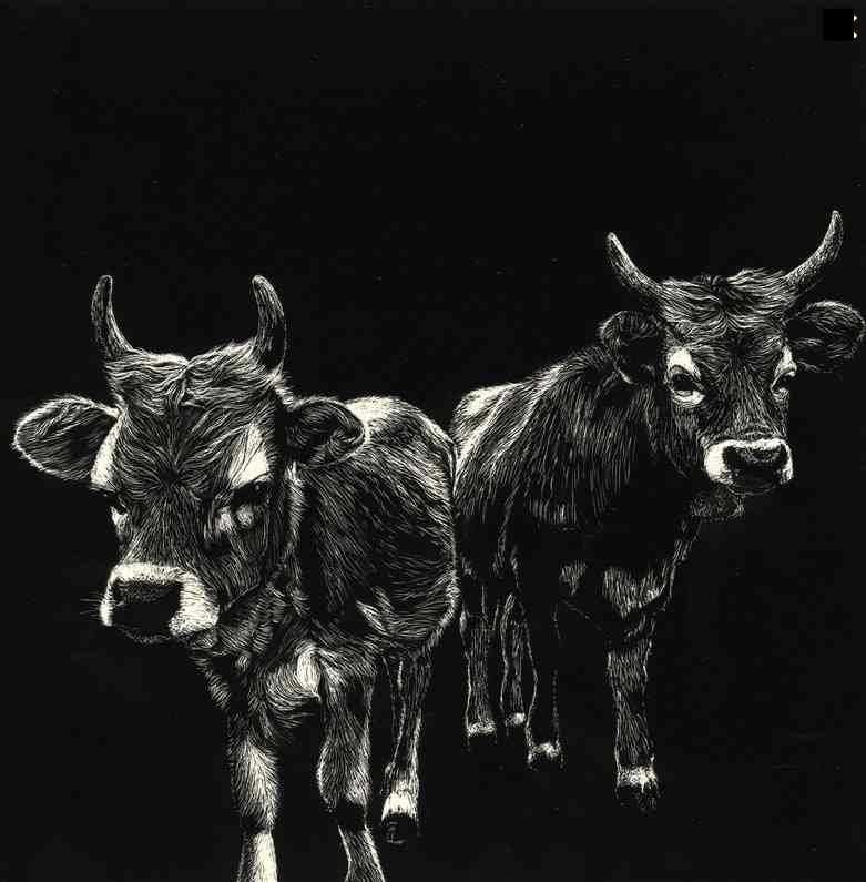 Desenho scratchboard de vaca cachena Soajo tradições de Portugal arte