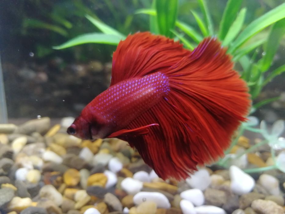 Червона Рибка Півник Betta Halfmoon red. Халф мун. Напівмісяць