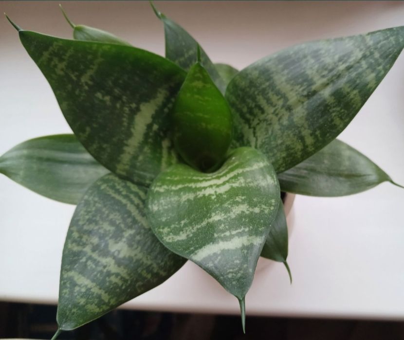 Кімнатні рослини різні