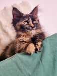 Maine coon cena tylko ten weekend