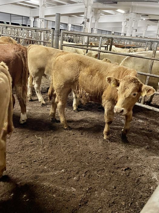 Byczki odsadki scharolez limuze blonde