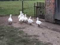 Na sprzedaż kaczki Pekin