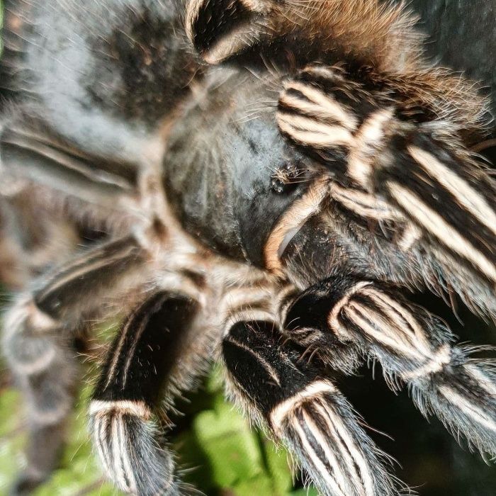 Aphonopelma seemanni самка паука птицееда для новичков