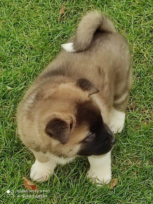 Akita Amerykanska pieski