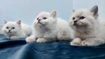 Puchaty kociak Ragdoll