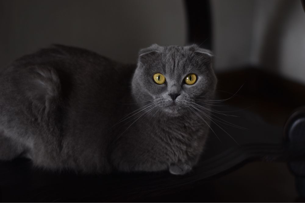 Віддамо в добрі руки британську весловуху кішку