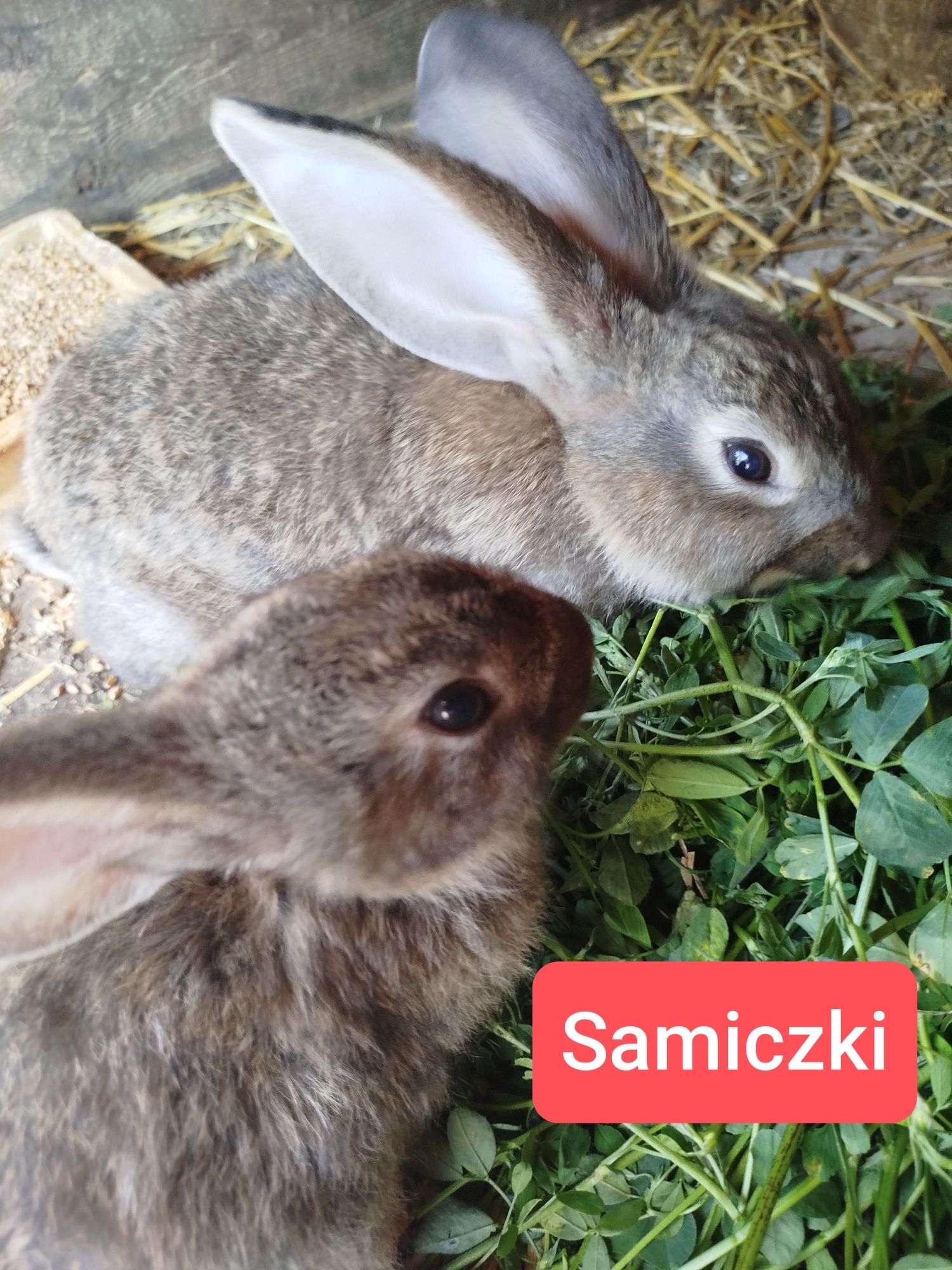 Samiczki i samce belgi