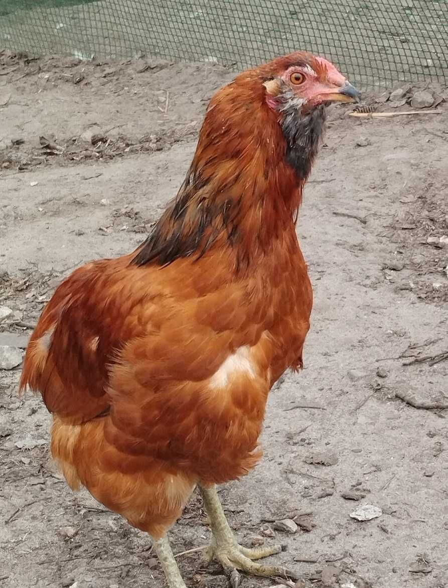 Jaja lęgowe kur Araukana