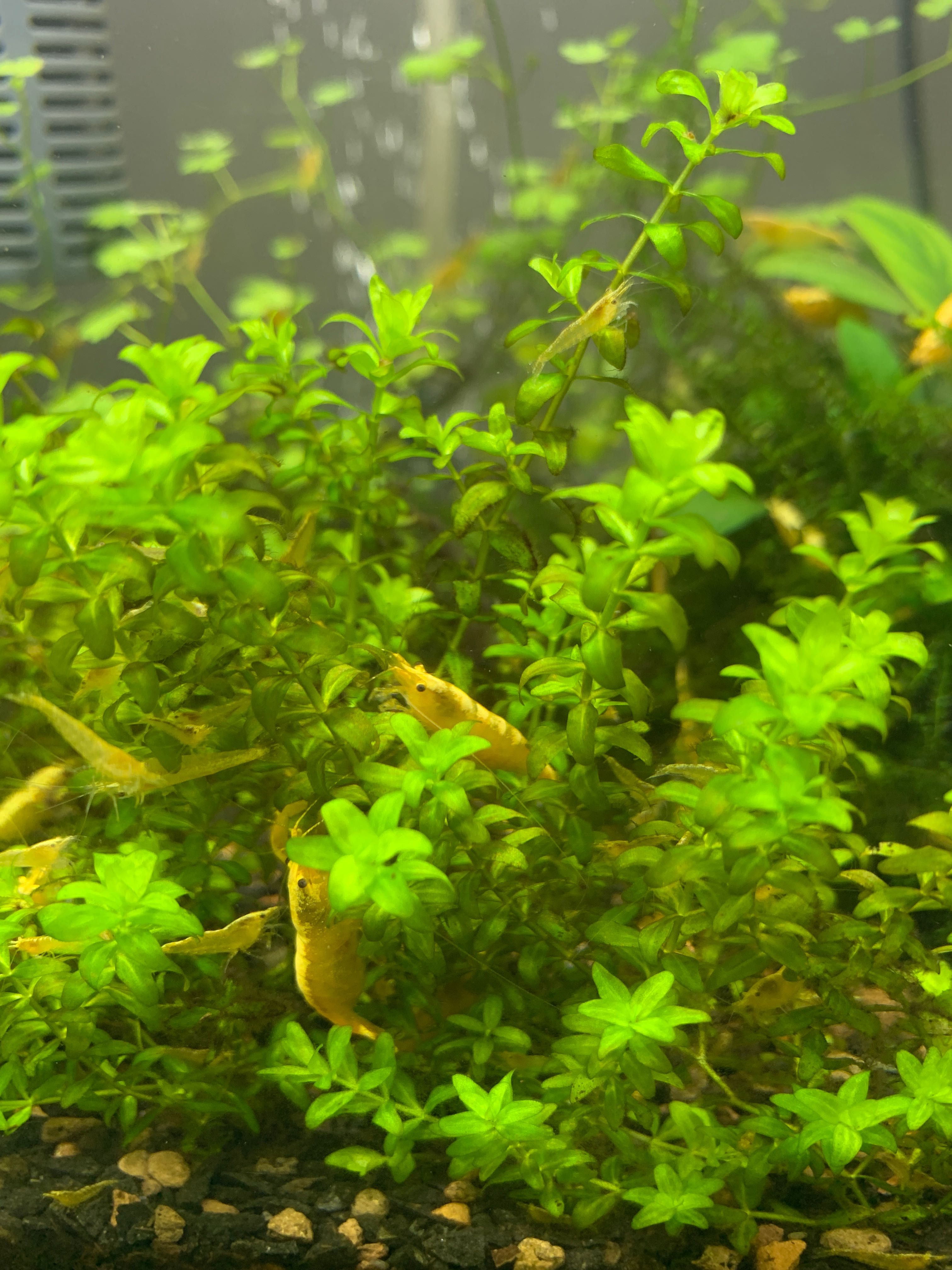 Креветка Неоновая Желтая Yellow neon Neocaridina