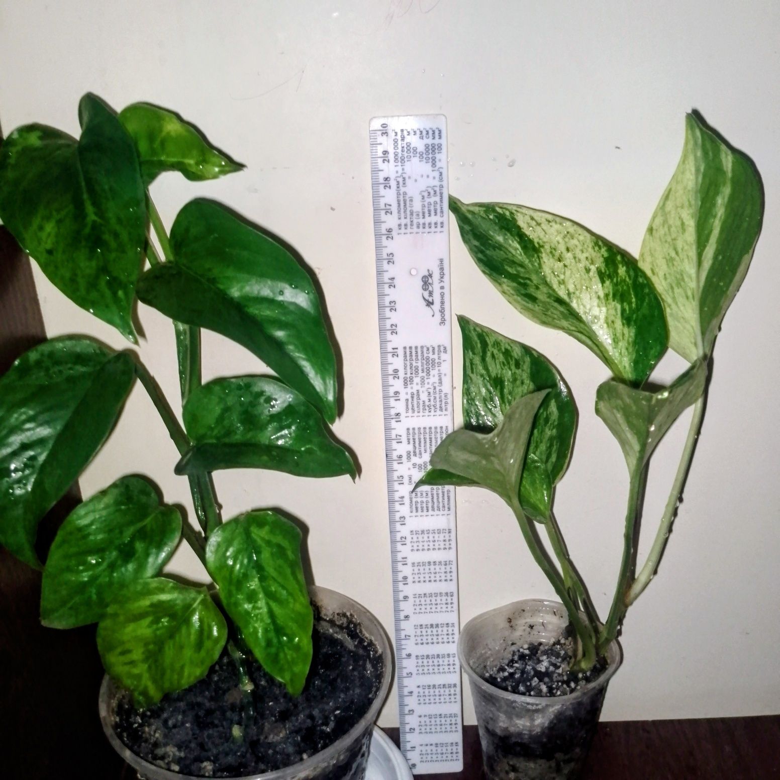 Епіпремнум Marble Queen та  Jessina набором