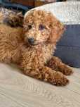 Samiec labradoodle mini f2 apricot