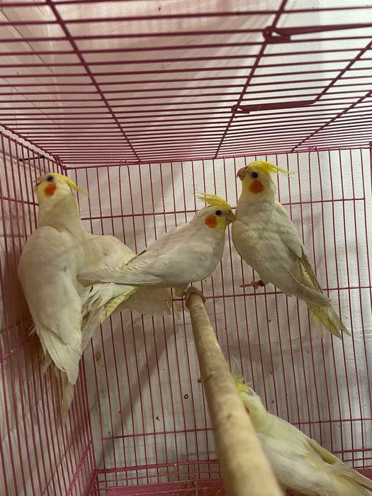 Caturras ( Loja Profissional )