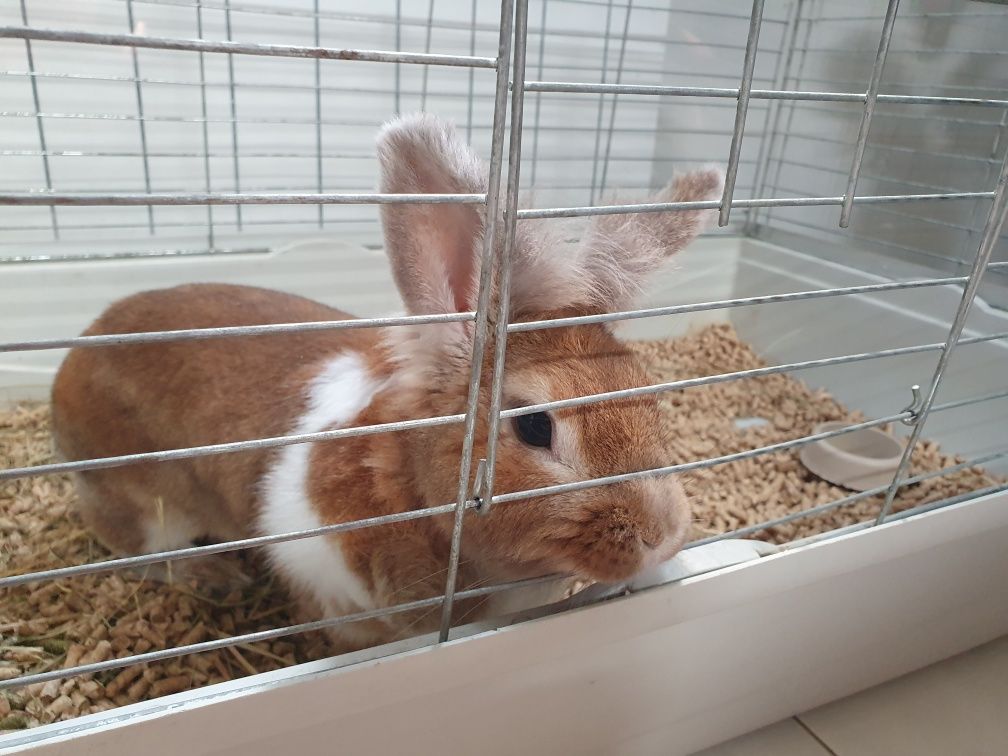 Oddam dorosłego królika miniaturkę.
