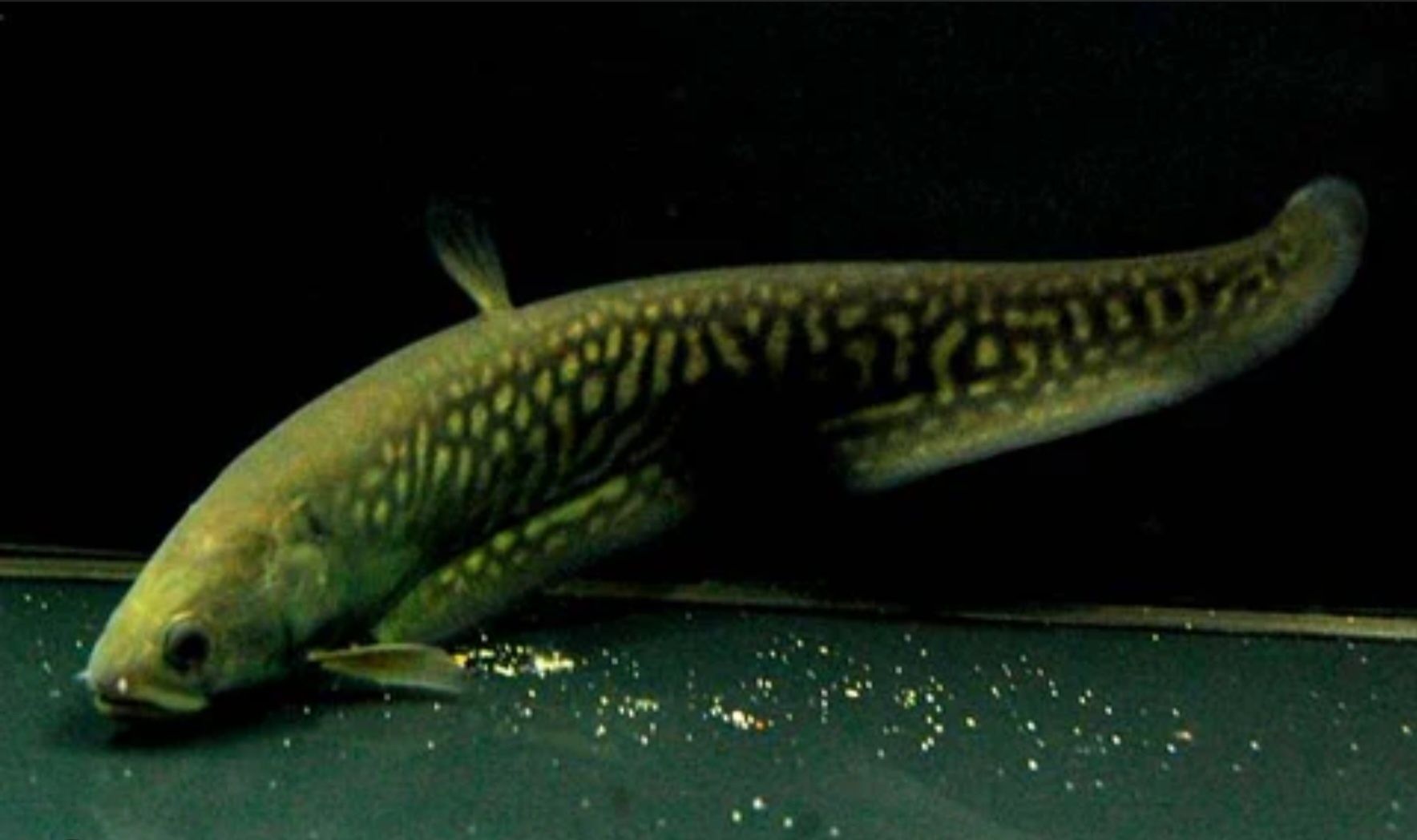 Faca Afer (Papyrocranus afer) 20-25cm