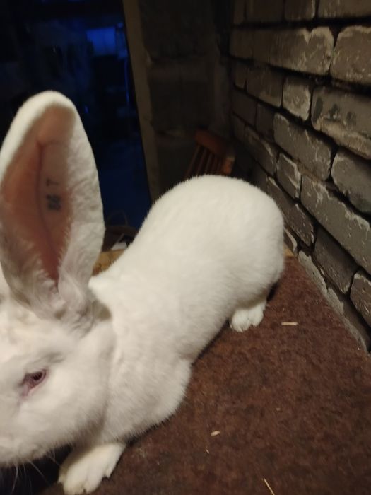 Olbrzym belgijski biały samiec