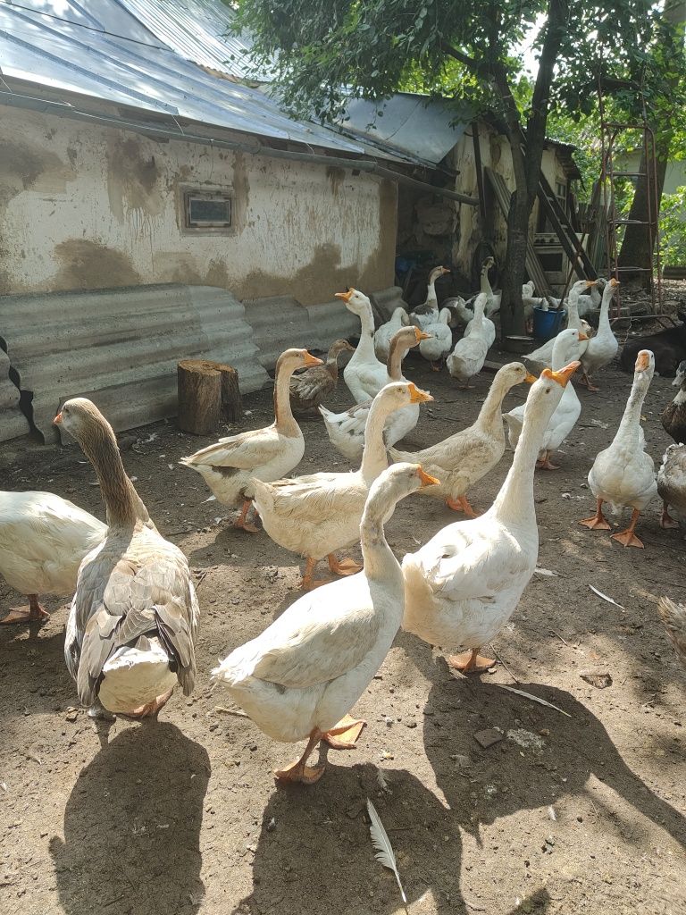 Продам гуси великі
