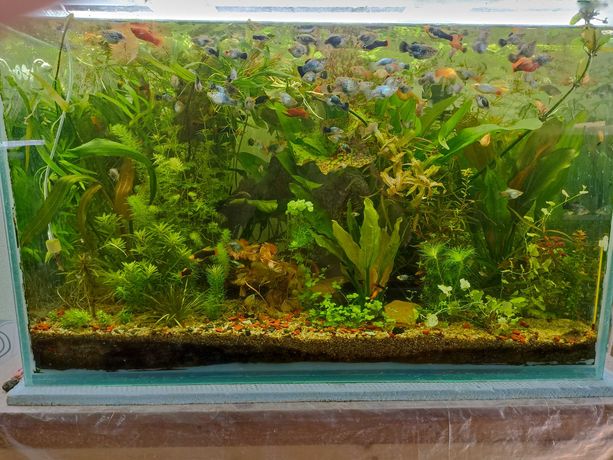 Продам аквариумные растения  Эхинодорусы ассортимент, длиностебелька