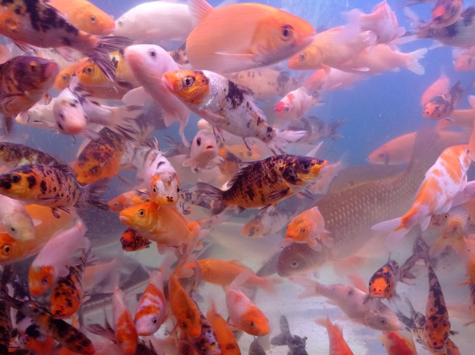 Karp koi. Kolorowy. Karaś. Złota rybka