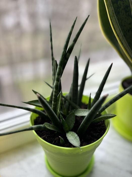 Продам сансев’єрію в горшках.