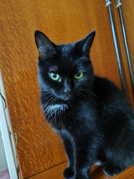 Бесплатно отдаётся в хорошие руки кошечка