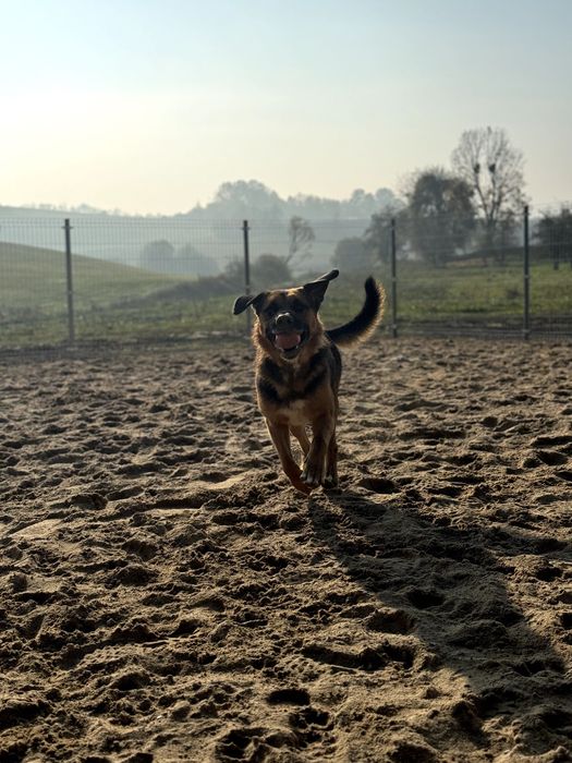 Rocky - do adopcji