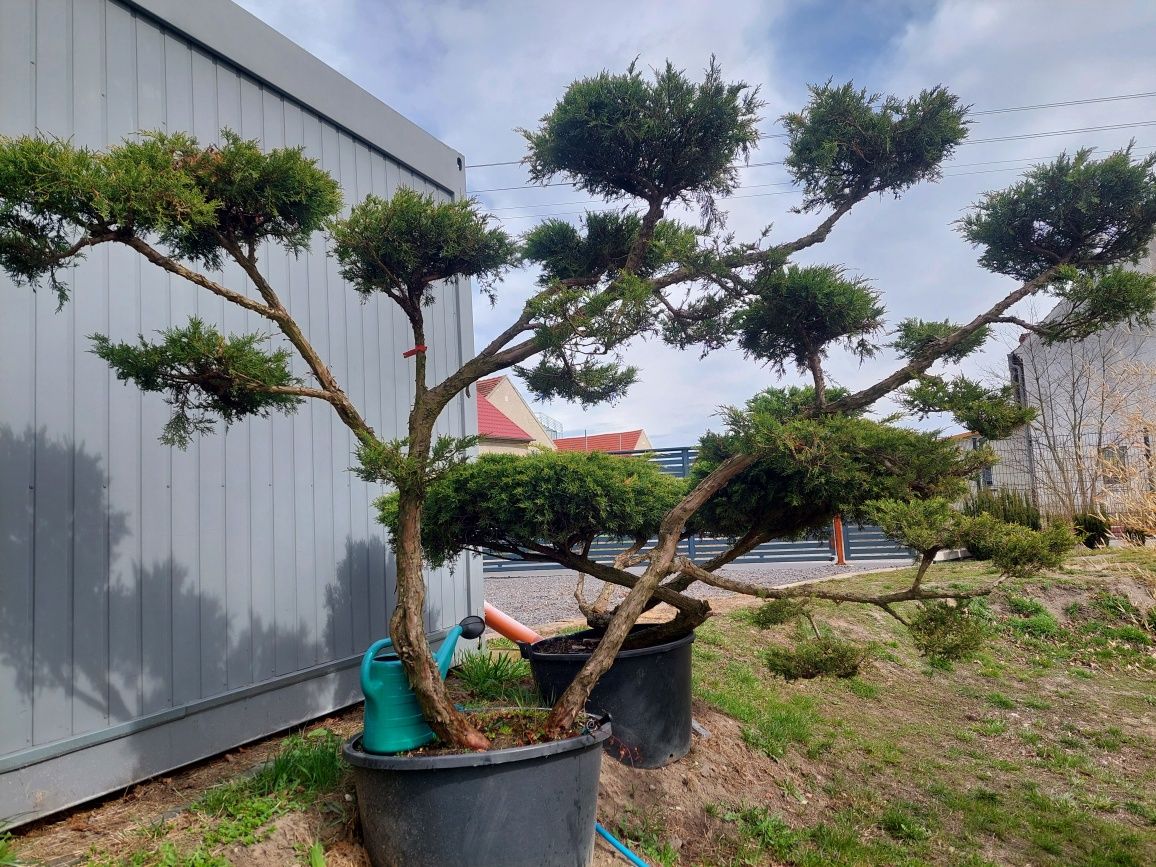 Bonsai, niwaki ogrodowe