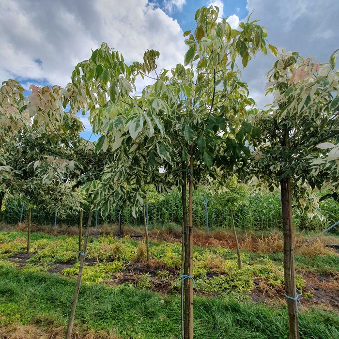 Drzewa alejowe -Klon pospolity, Lipa drobnolistna, Brzoza