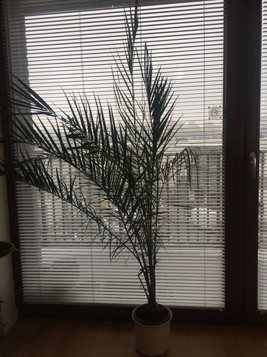 Palma daktylowa - prezent - Warszawa odbiór osobisty