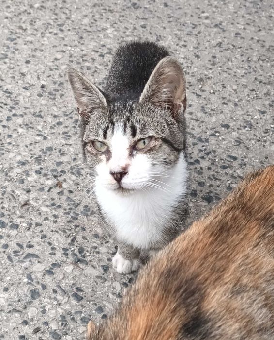 Gato macho de rua
