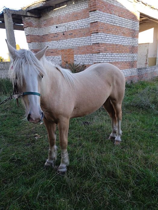 Продам молоду лошичку.