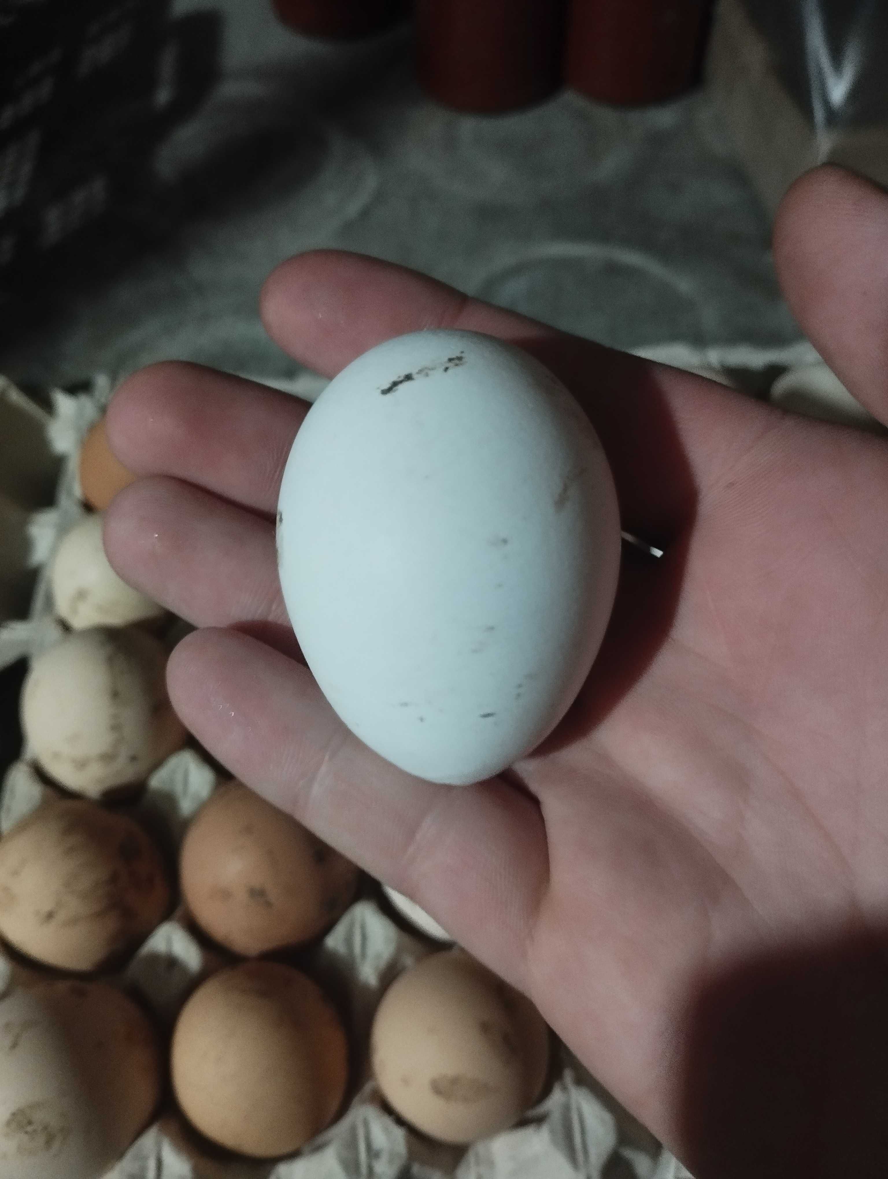 Інкубаційне яйце куряче