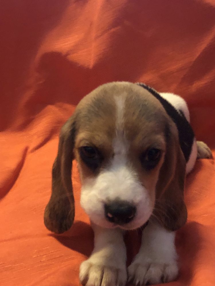 Beagle macho. com dois meses. Pronto para entrega