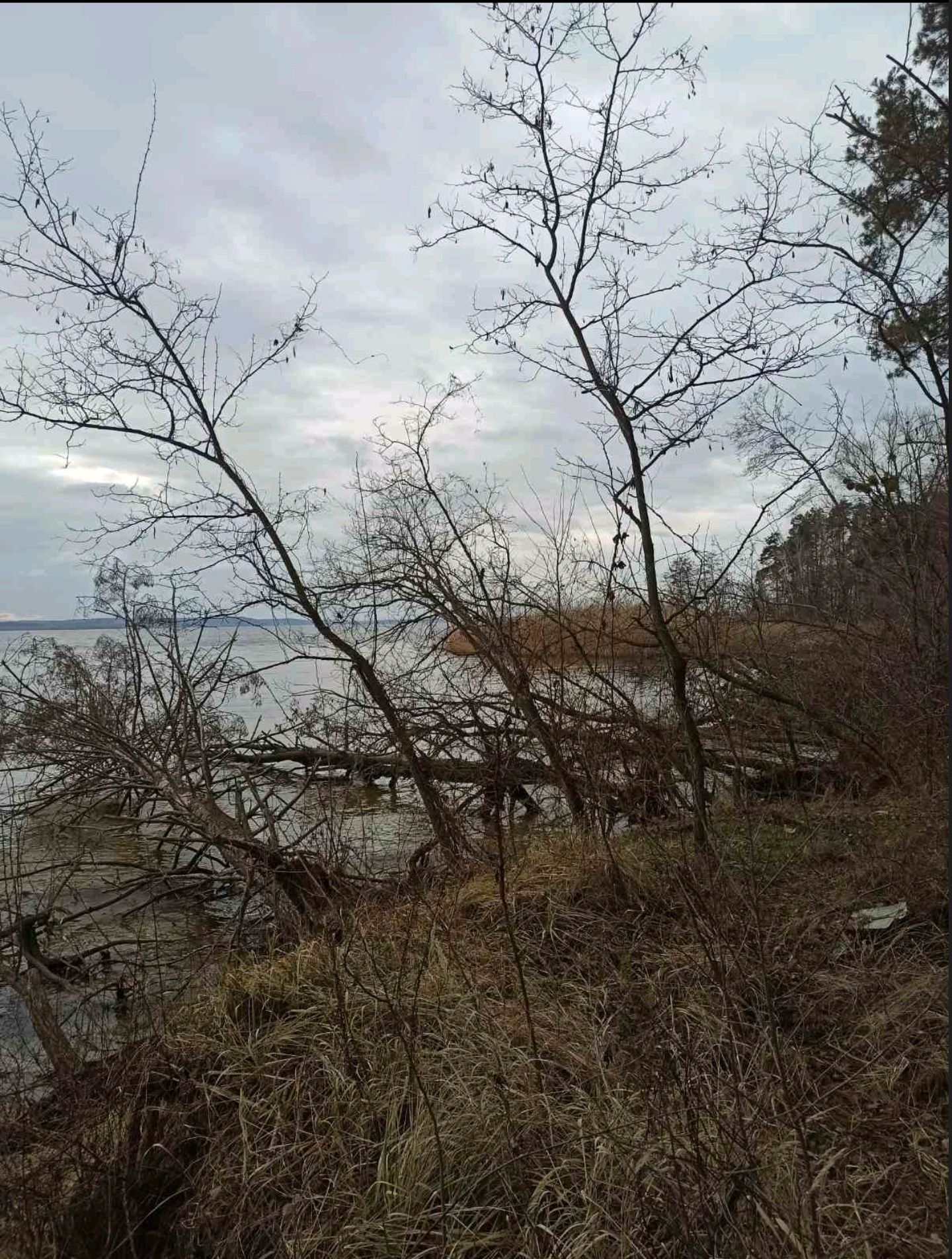 Власний вихід до води, охорона і електрика – ідеальне місце для  дачі