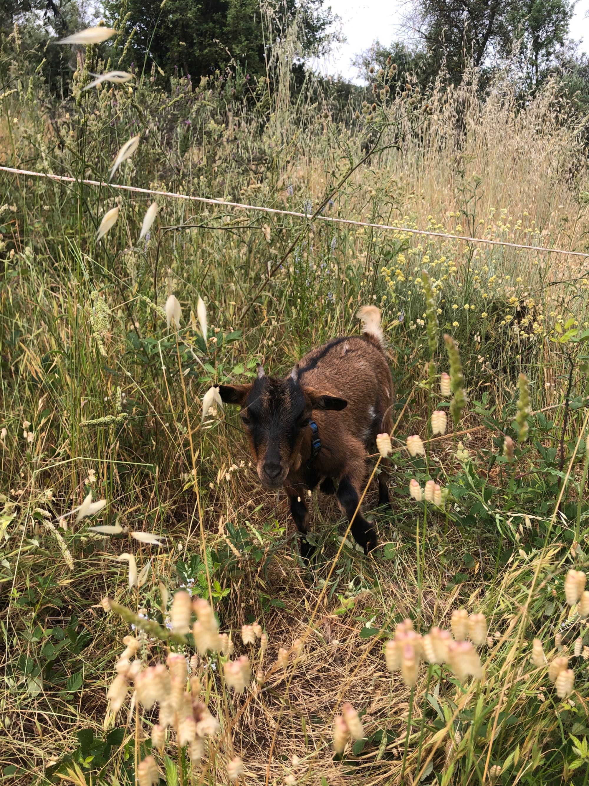 2 cabras anãs com 9 meses