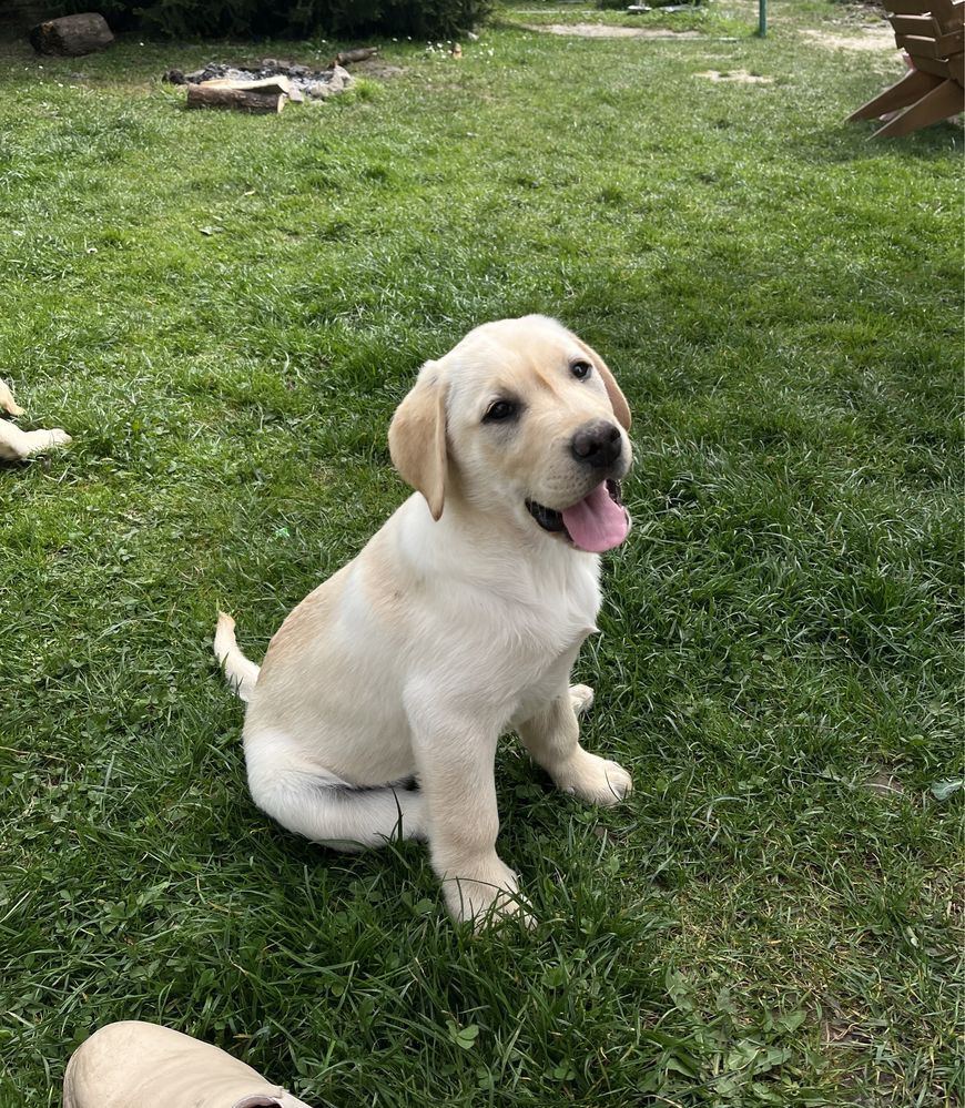 Szczeniak Labrador Retriever