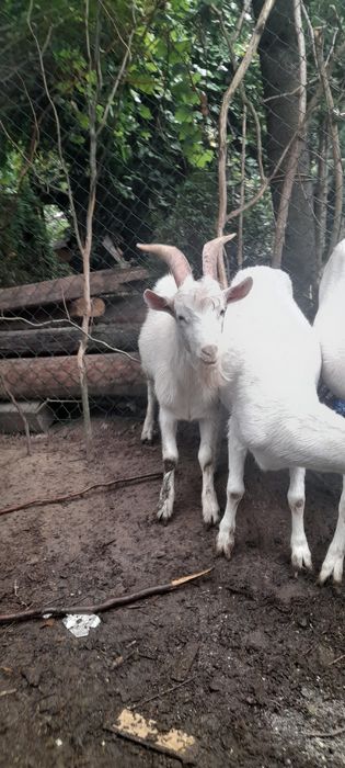 Koziołek ze stycznia