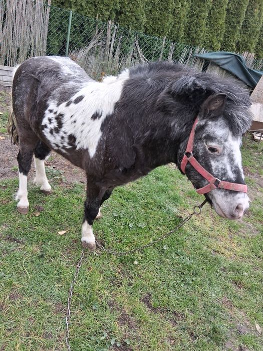 Sprzedam konika (kuca)