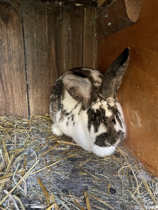 Samica srokacza mieszaniec