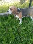 Beagle suczka szuka nowego domu