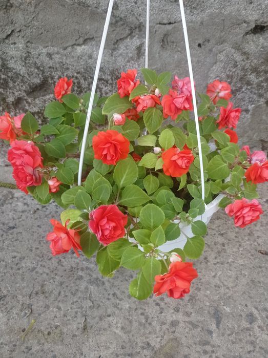 Бальзамин красавчик